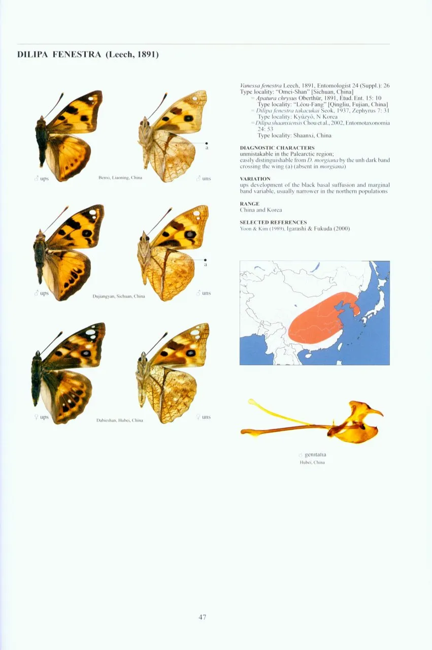 Guide to the Butterflies of the Palearctic Region - Nymphalidae part IV