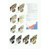 Guide to the Butterflies of the Palearctic Region - Nymphalidae part IV