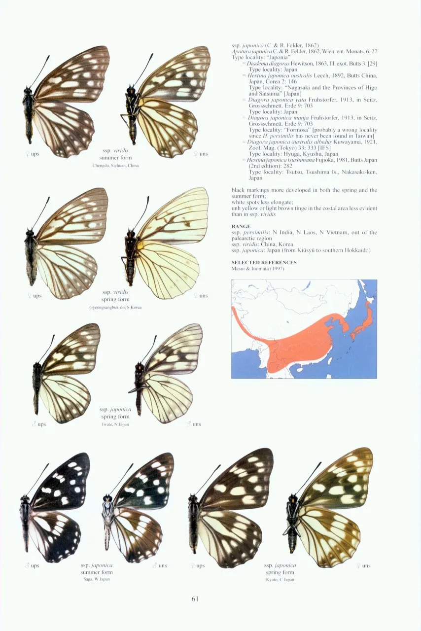 Guide to the Butterflies of the Palearctic Region - Nymphalidae part IV