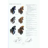 Guide to the Butterflies of the Palearctic Region - Nymphalidae part V