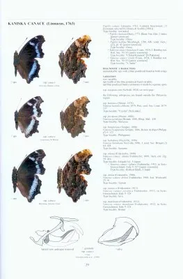 Guide to the Butterflies of the Palearctic Region - Nymphalidae part V