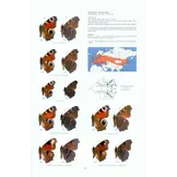 Guide to the Butterflies of the Palearctic Region - Nymphalidae part V