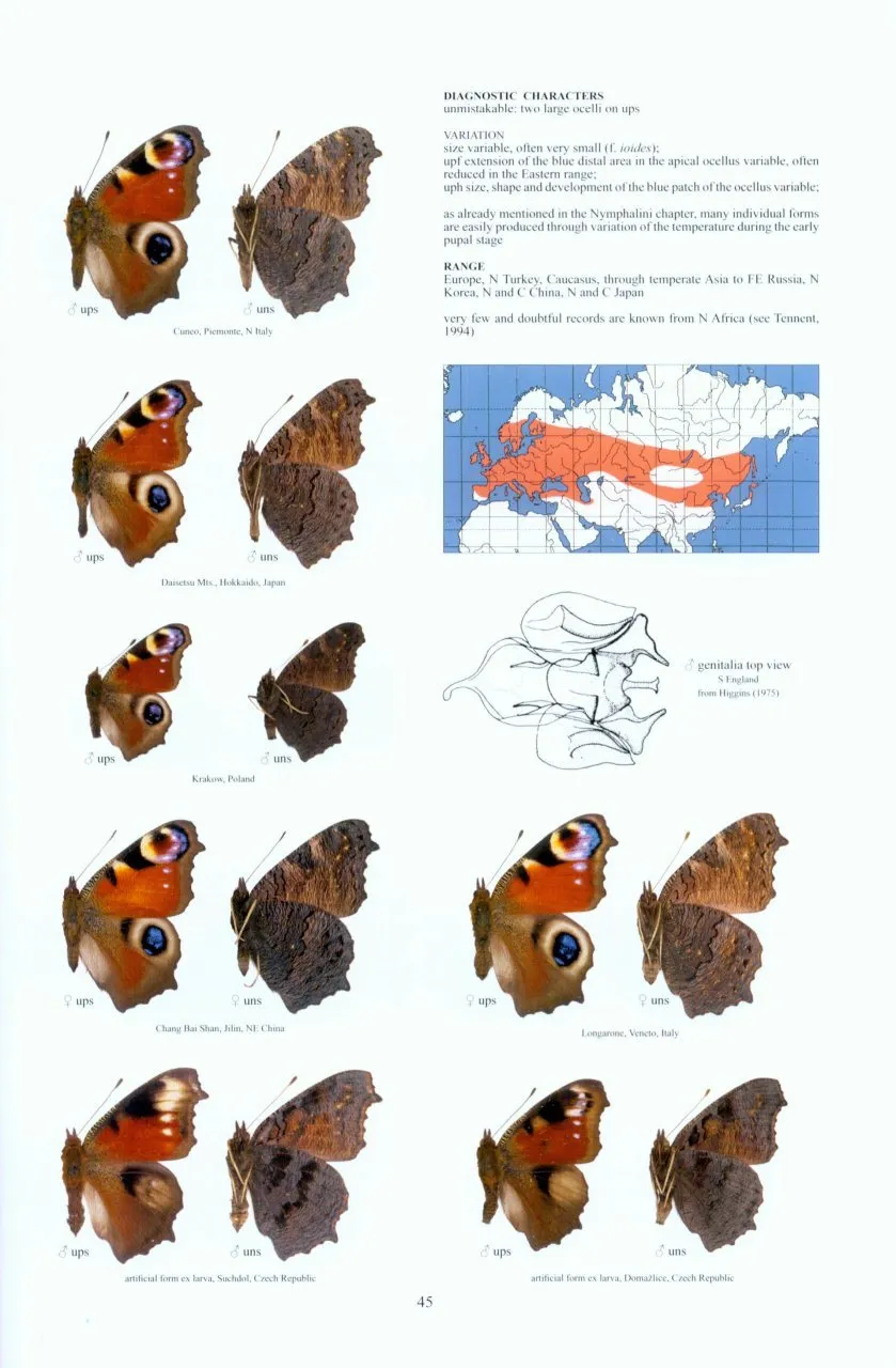 Guide to the Butterflies of the Palearctic Region - Nymphalidae part V