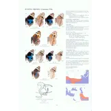 Guide to the Butterflies of the Palearctic Region - Nymphalidae part V