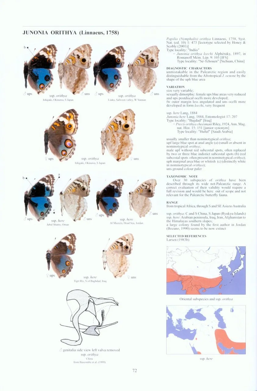 Guide to the Butterflies of the Palearctic Region - Nymphalidae part V