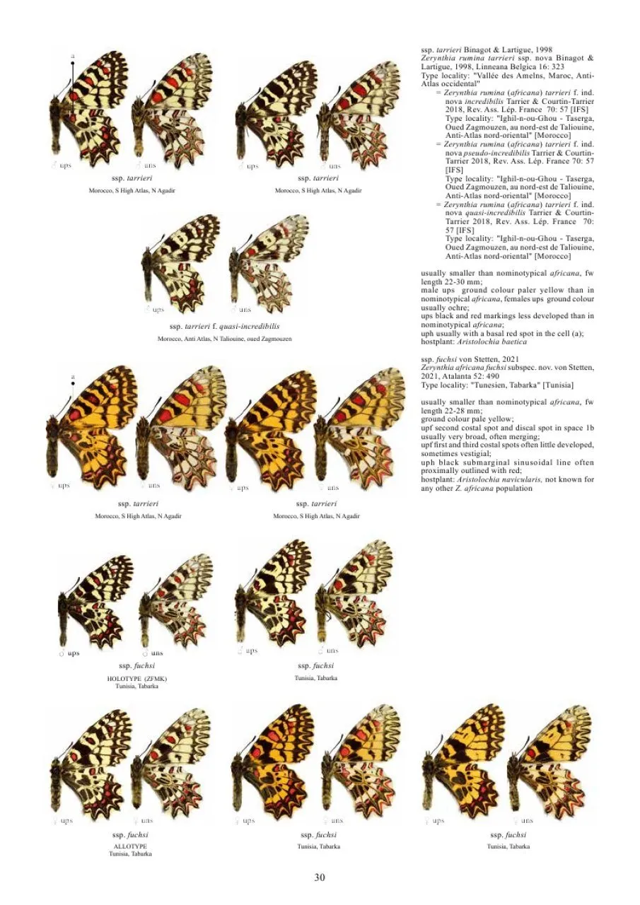 Guide to the Butterflies of the Palearctic Region - Papilionidae part III