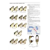 Guide to the Butterflies of the Palearctic Region - Papilionidae part III