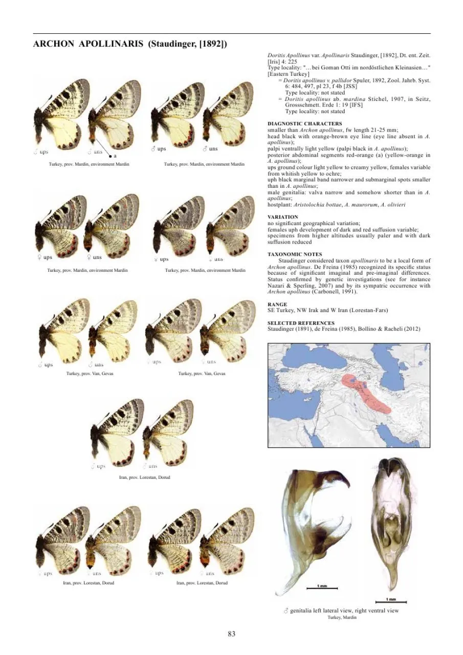 Guide to the Butterflies of the Palearctic Region - Papilionidae part III