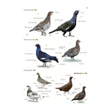 Collins British Bird Identifier: Easily Name All Species Using Only 5 Features With the 5 ID Method