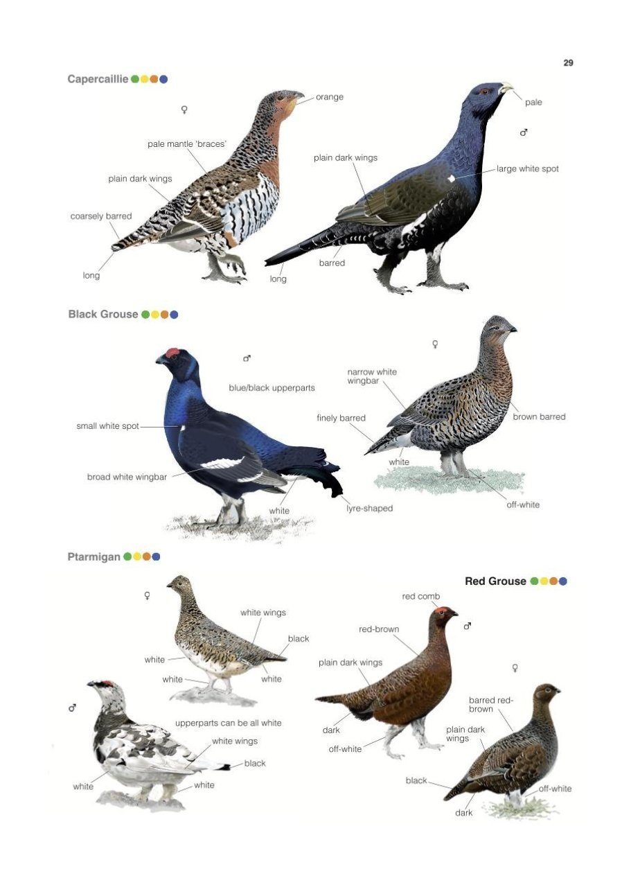 Collins British Bird Identifier: Easily Name All Species Using Only 5 Features With the 5 ID Method