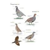 Collins British Bird Identifier: Easily Name All Species Using Only 5 Features With the 5 ID Method