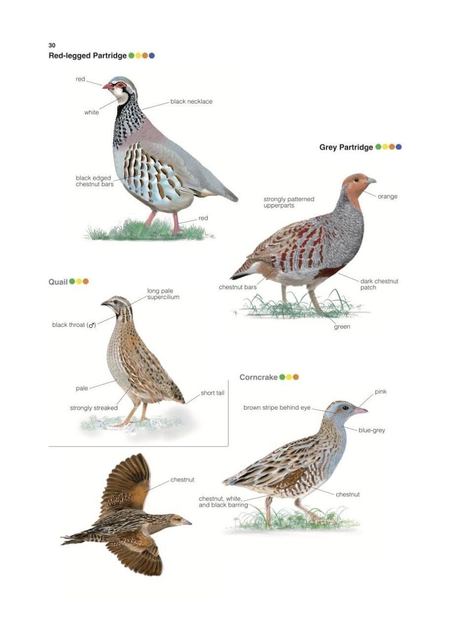 Collins British Bird Identifier: Easily Name All Species Using Only 5 Features With the 5 ID Method