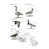 Collins British Bird Identifier: Easily Name All Species Using Only 5 Features With the 5 ID Method