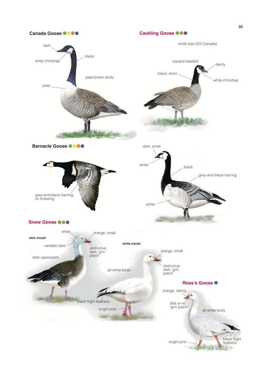 Collins British Bird Identifier: Easily Name All Species Using Only 5 Features With the 5 ID Method