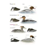 Collins British Bird Identifier: Easily Name All Species Using Only 5 Features With the 5 ID Method