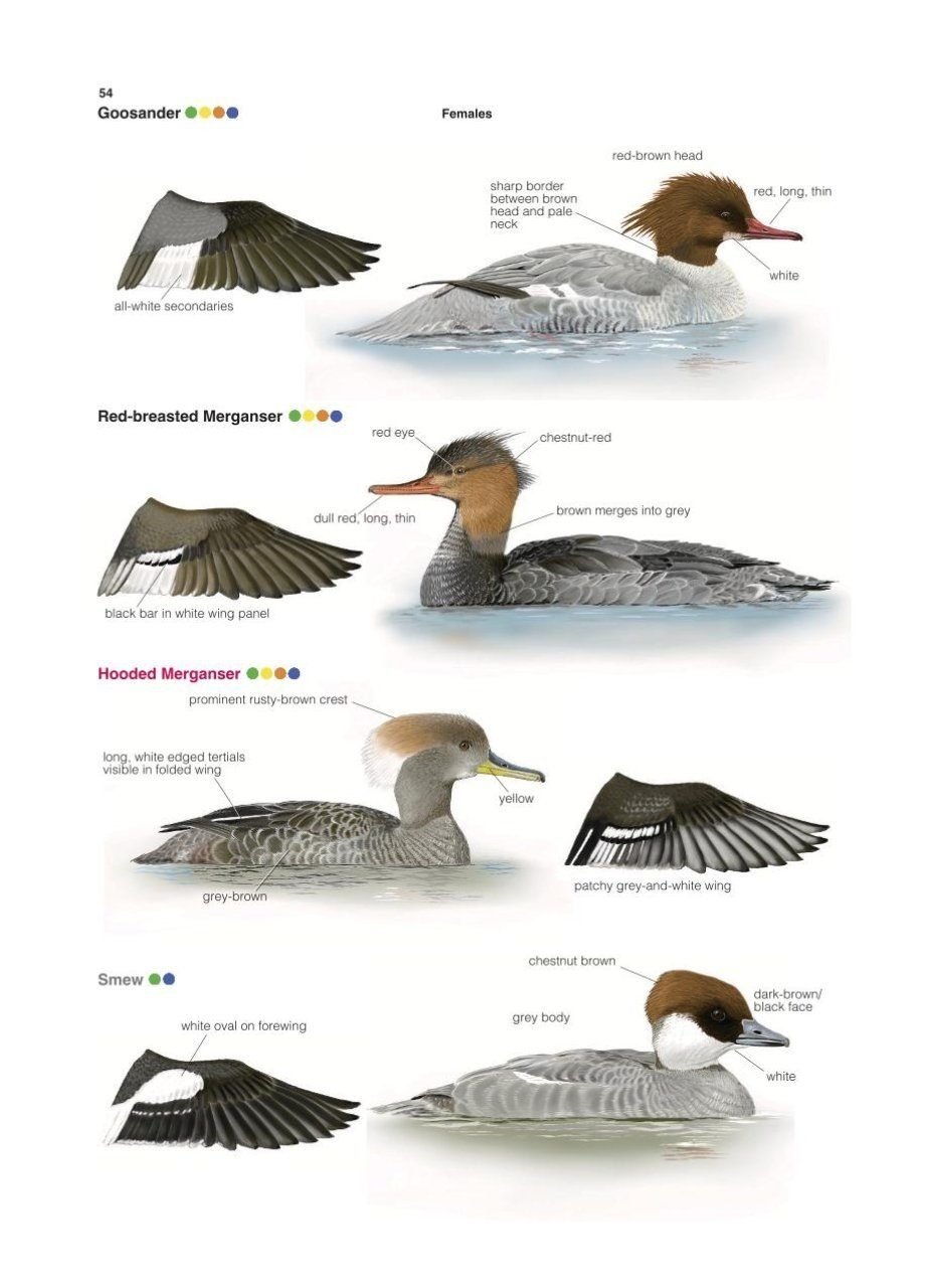 Collins British Bird Identifier: Easily Name All Species Using Only 5 Features With the 5 ID Method