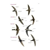 Collins British Bird Identifier: Easily Name All Species Using Only 5 Features With the 5 ID Method