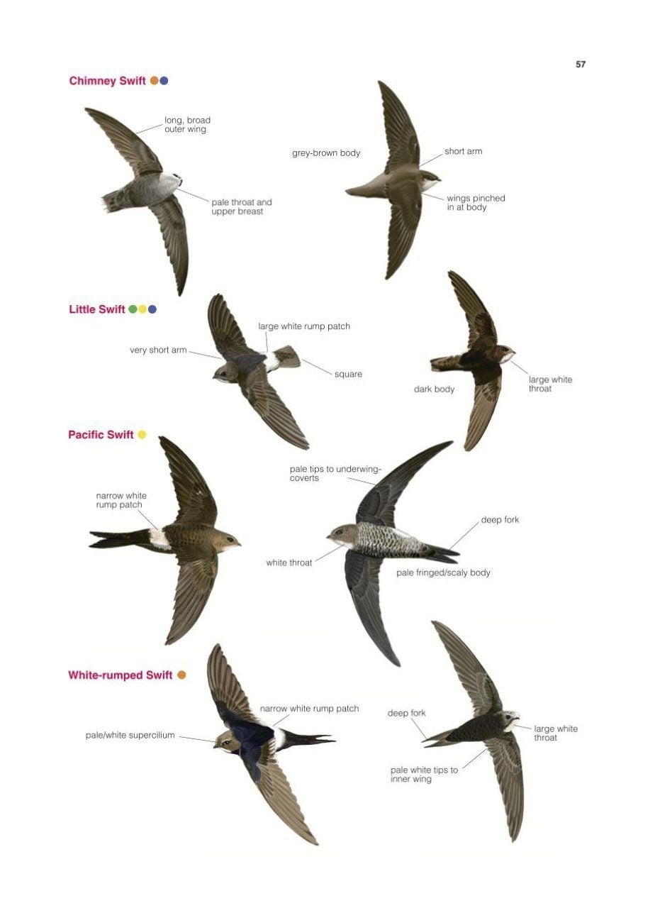 Collins British Bird Identifier: Easily Name All Species Using Only 5 Features With the 5 ID Method