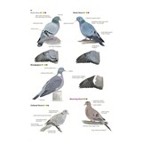 Collins British Bird Identifier: Easily Name All Species Using Only 5 Features With the 5 ID Method