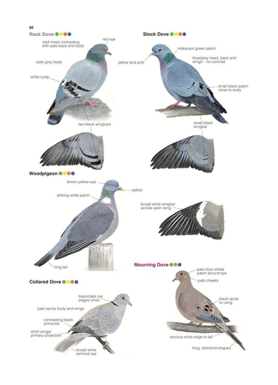 Collins British Bird Identifier: Easily Name All Species Using Only 5 Features With the 5 ID Method