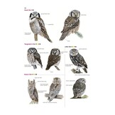 Collins British Bird Identifier: Easily Name All Species Using Only 5 Features With the 5 ID Method
