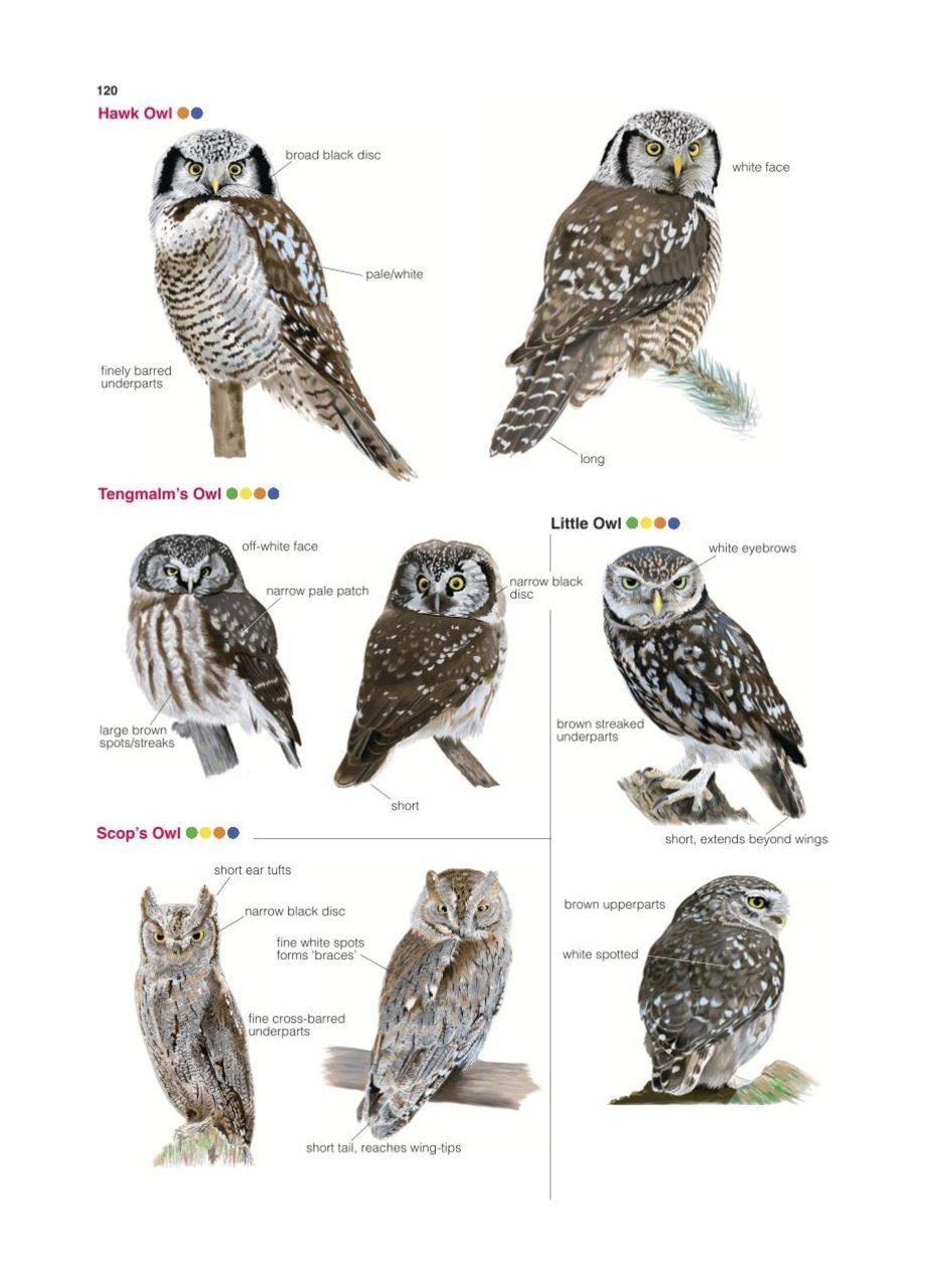 Collins British Bird Identifier: Easily Name All Species Using Only 5 Features With the 5 ID Method