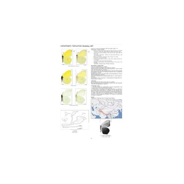 Guide to the Butterflies of the Palearctic Region - Pieridae part III