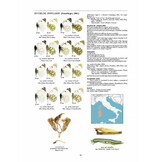 Guide to the Butterflies of the Palearctic Region - Pieridae part IV