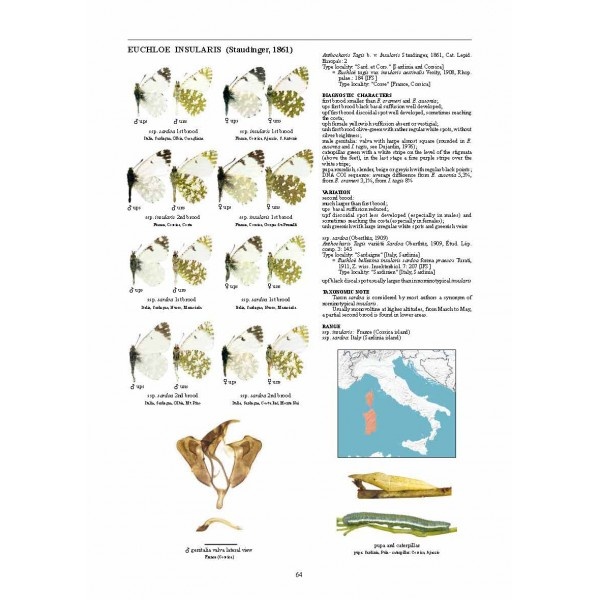 Guide to the Butterflies of the Palearctic Region - Pieridae part IV