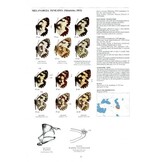 Guide to the Butterflies of the Palearctic Region - Satyrinae part III