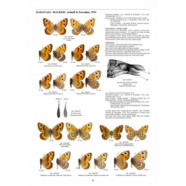 Guide to the Butterflies of the Palearctic Region - Satyrinae part VI