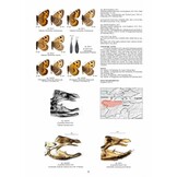 Guide to the Butterflies of the Palearctic Region - Satyrinae part VI