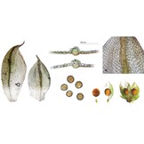Mosses of Europe - A Photographic Flora (3-Volume Set)