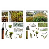 Mosses of Europe - A Photographic Flora (3-Volume Set)