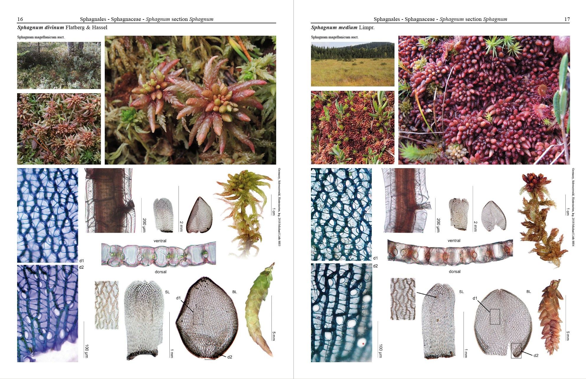Mosses of Europe - A Photographic Flora (3-Volume Set)