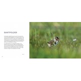 Vogelparadijs Lauwersmeer - Vogels kijken in een uniek Nederlands natuurgebied