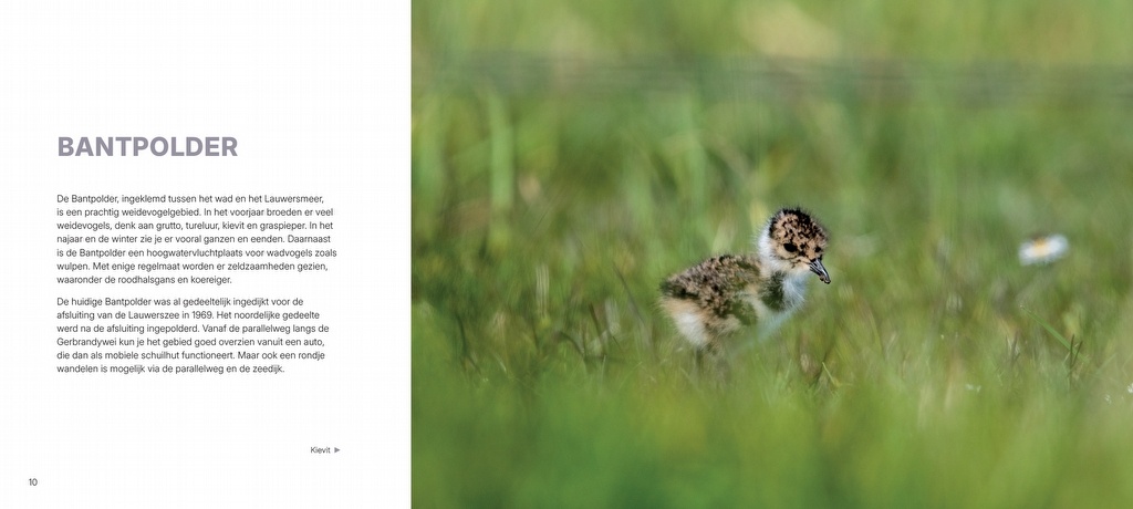 Vogelparadijs Lauwersmeer - Vogels kijken in een uniek Nederlands natuurgebied
