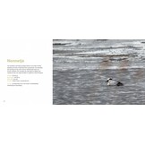 Vogelparadijs Lauwersmeer - Vogels kijken in een uniek Nederlands natuurgebied