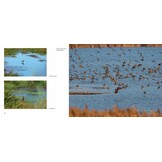 Vogelparadijs Lauwersmeer - Vogels kijken in een uniek Nederlands natuurgebied