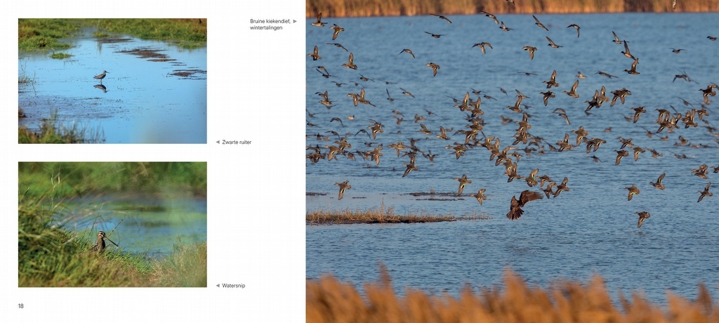 Vogelparadijs Lauwersmeer - Vogels kijken in een uniek Nederlands natuurgebied