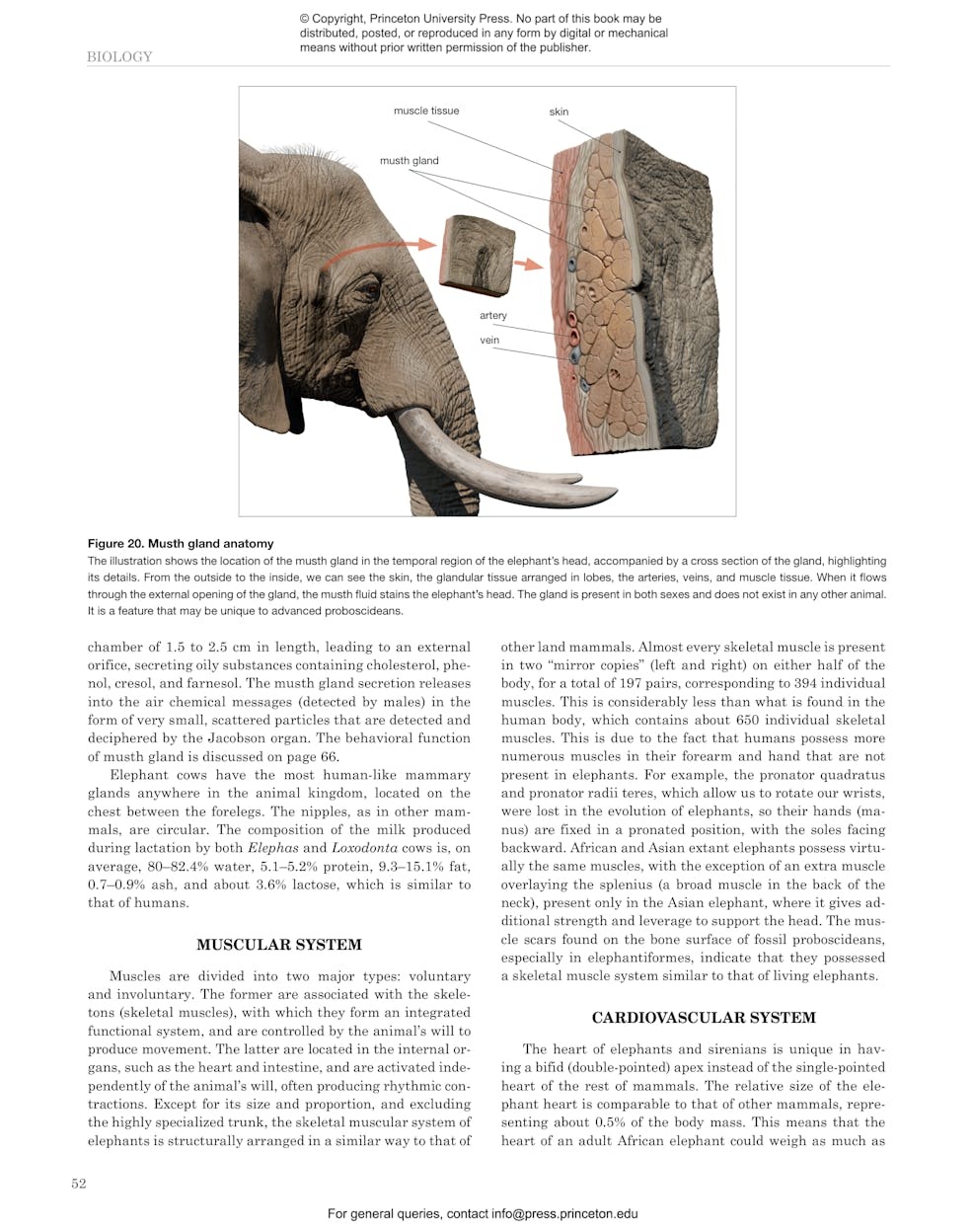 Elephants and Their Fossil Relatives - A 60 Million Year Journey