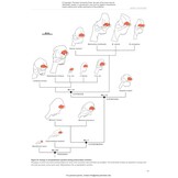 Elephants and Their Fossil Relatives - A 60 Million Year Journey
