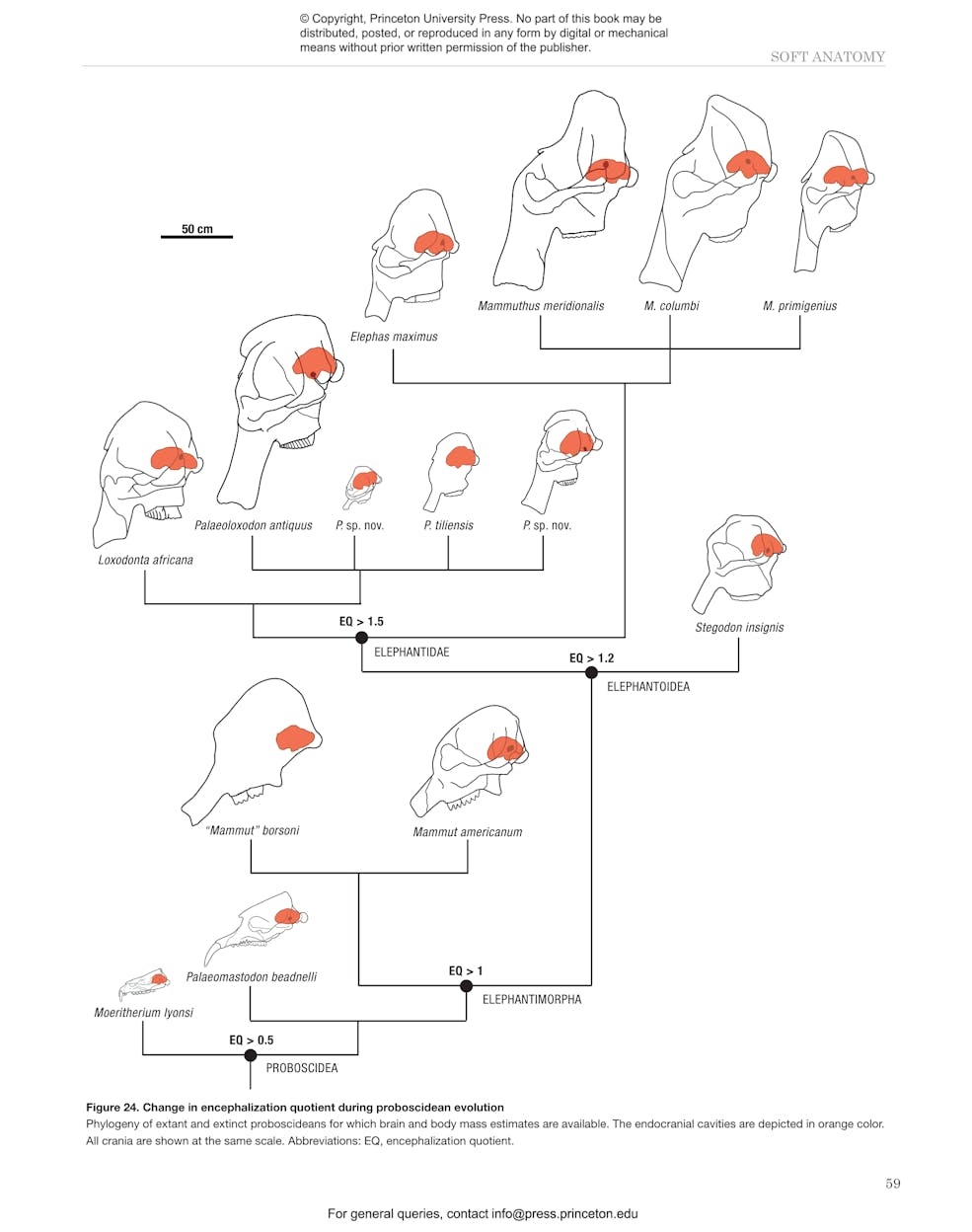 Elephants and Their Fossil Relatives - A 60 Million Year Journey