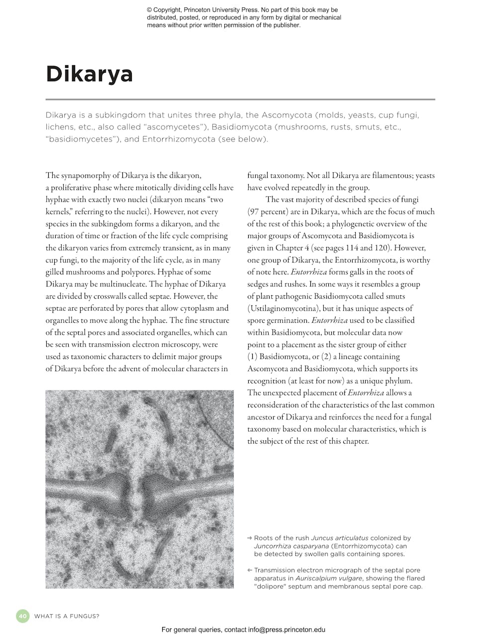 The Complete Fungi - Evolution, Diversity and Ecology