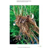 The Complete Fungi - Evolution, Diversity and Ecology