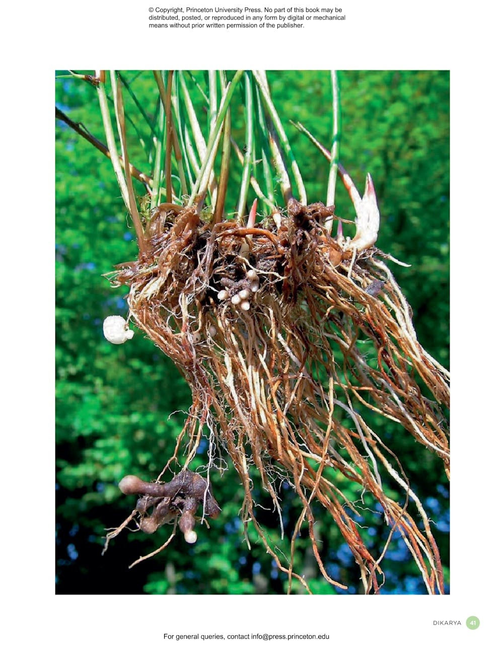 The Complete Fungi - Evolution, Diversity and Ecology