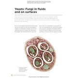 The Complete Fungi - Evolution, Diversity and Ecology