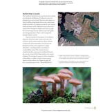 The Complete Fungi - Evolution, Diversity and Ecology