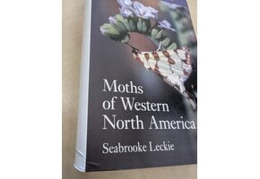 Beschadigd exemplaar - Moths of Western North America