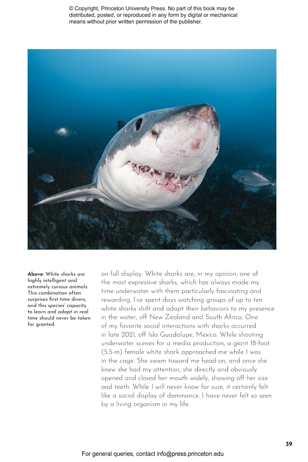 The Shark Watcher's Manual: A Guide to Species and Where to Find Them